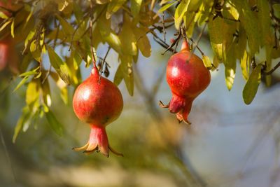 Close-up of apples on tree