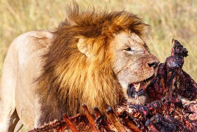 Male lion guarding his kill on the savannah