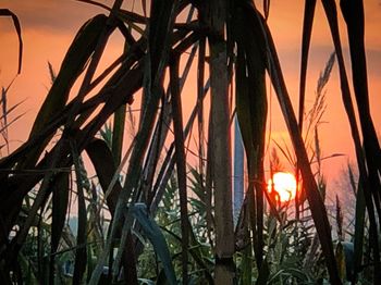 Close-up of silhouette plants against sky during sunset