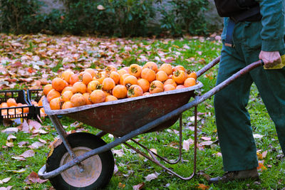 Low section of man carrying persimmons on wheelbarrow at farm