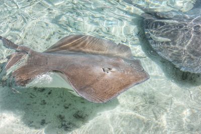High angle view of stingrays swimming in sea