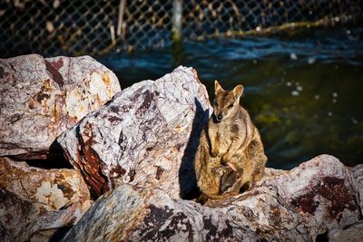 Squirrel sitting on rock