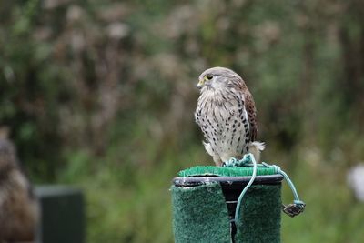 Close-up of bird perching on wooden post