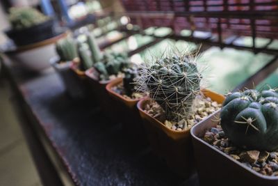 High angle view of potted cactus plants