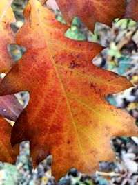 Close-up of dry maple leaves on plant