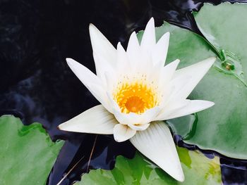 Close-up of lotus water lily in pond