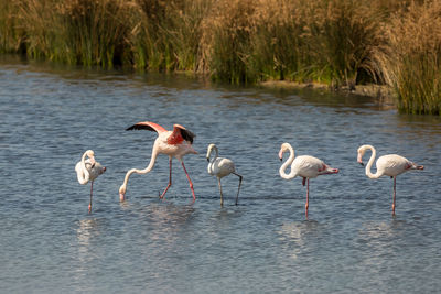 Flamingos standing in lake