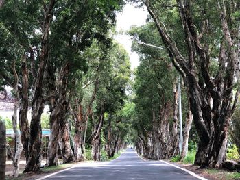 Empty road amidst trees