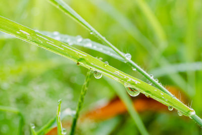 Close-up of wet plant during rainy season