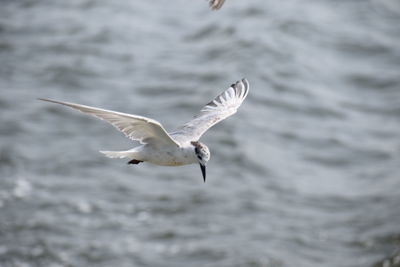 Close-up of seagull flying over water