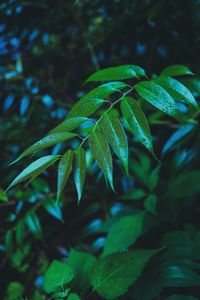 Close-up of plant growing outdoors