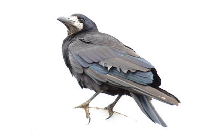 Low angle view of bird perching on white background