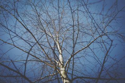 Low angle view of bare tree against sky