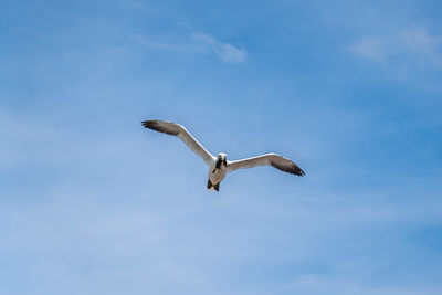 Low angle view of seagull flying