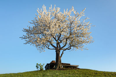 Low angle view of flowering tree on field against clear sky