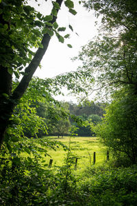 Scenic view of trees growing on field against sky