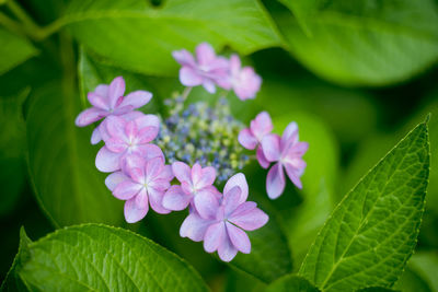 Beautiful hydrangea that begins to bloom during the rainy season hydrangea flowers