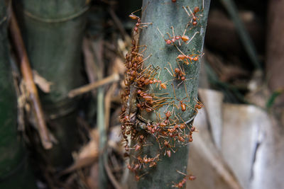 Close-up of ants on tree trunk