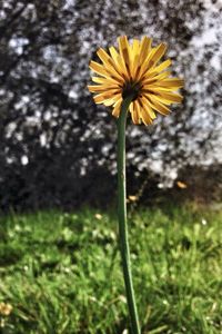 Close-up of yellow flowers blooming in field