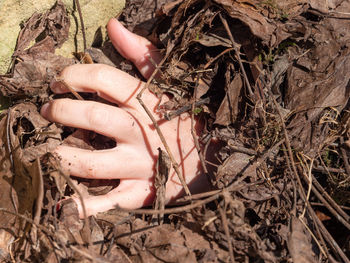 Close-up of hand holding plant on field