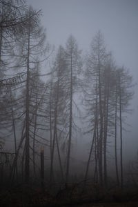 Trees on field in forest against sky