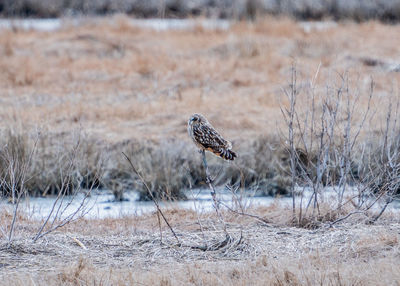 View of a short ear owl perching.