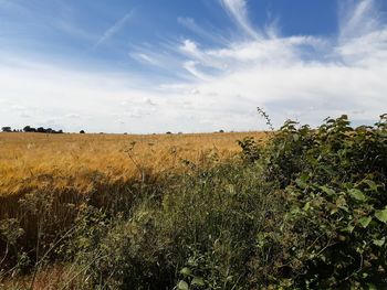 Scenic view of field against sky