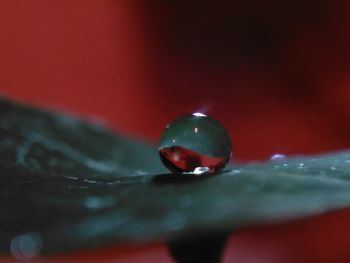 Close-up of water drop on red leaf