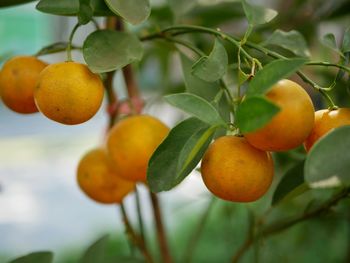 Close-up of oranges growing on tree