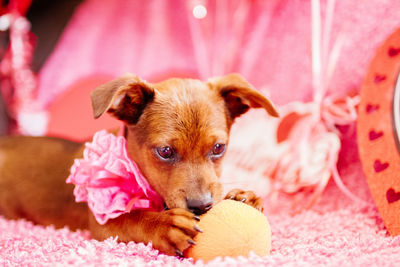 Close-up portrait of puppy