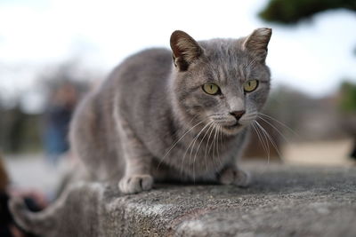 Close-up portrait of cat