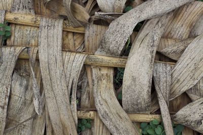 Full frame shot of wooden logs in forest