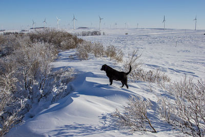 Dog on snow covered land