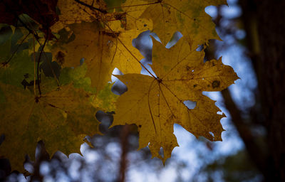 Close-up of yellow maple leaves