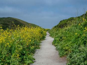 Footpath amidst plants on field against sky