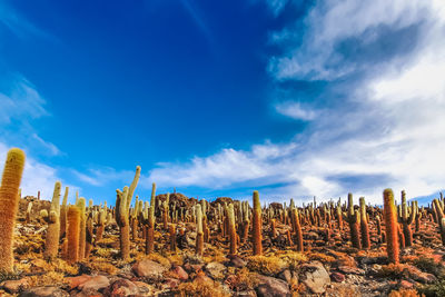 Low angle view of cactus plants against sky