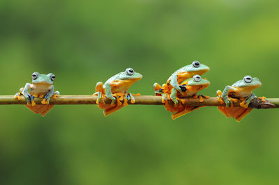 Close-up of birds perching on a plant