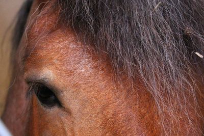 Close-up of horse eye