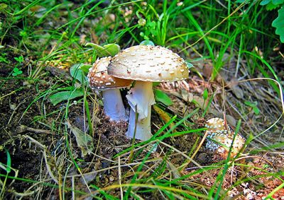 Close-up of fly agaric mushroom