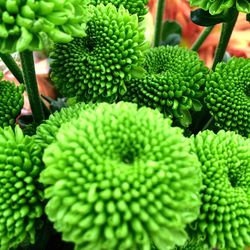 Close-up of flowers