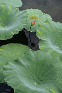 High angle view of flowering plant by lake