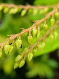 Close-up of insect on plant