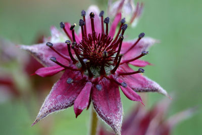 Close-up of pink flowering plant