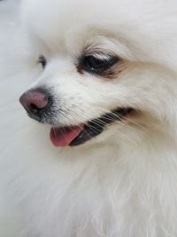 Close-up portrait of a dog