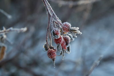 Close-up of frosted berries