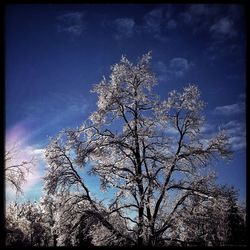 Low angle view of bare trees against blue sky