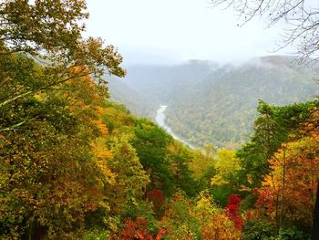 Scenic view of forest during autumn