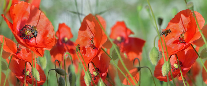 Close-up of red poppy flowers