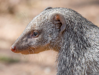 Close-up portrait of striped mongoose, chobe national park, botswana