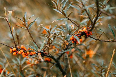 Close-up of orange berries on tree